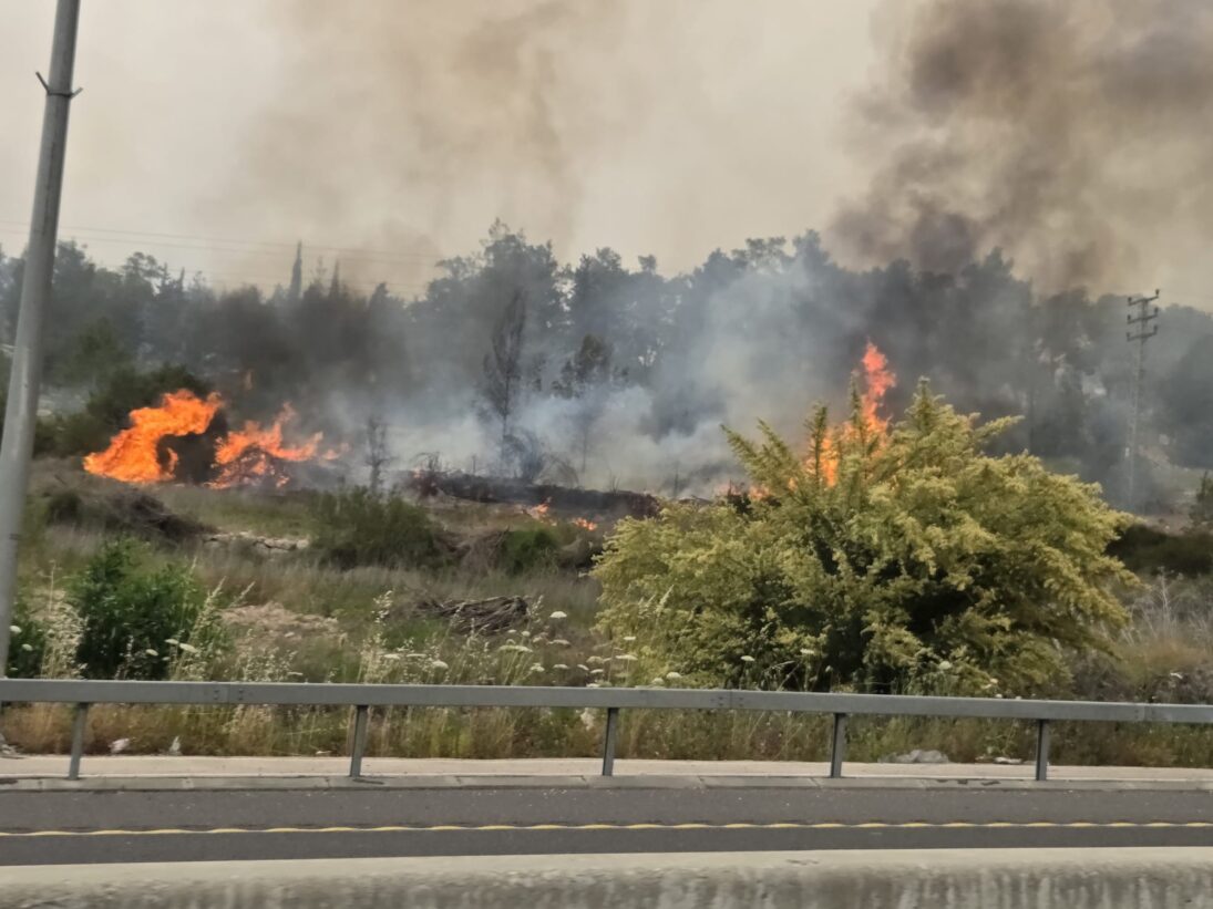 Nothilfe für Jerusalems Wälder – Bild 2