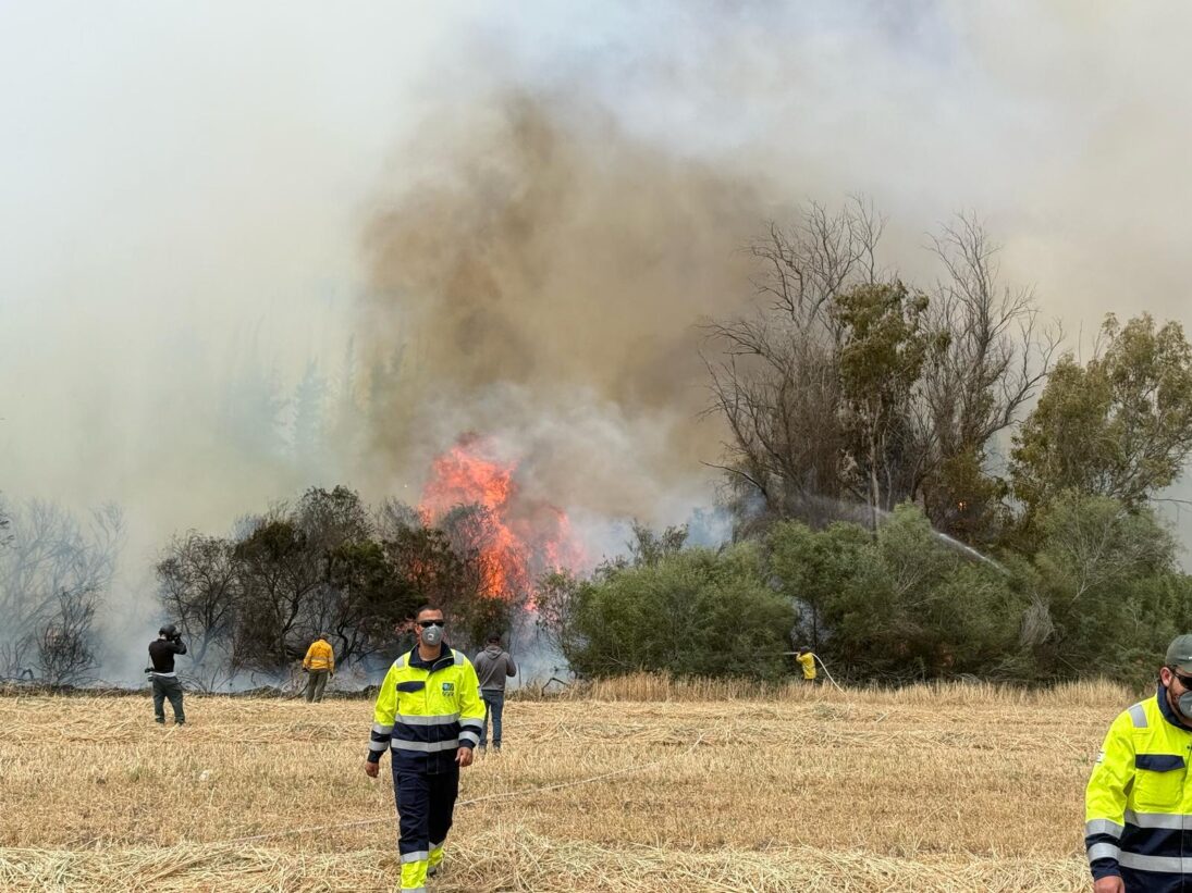 Nothilfe für Jerusalems Wälder – Bild 3