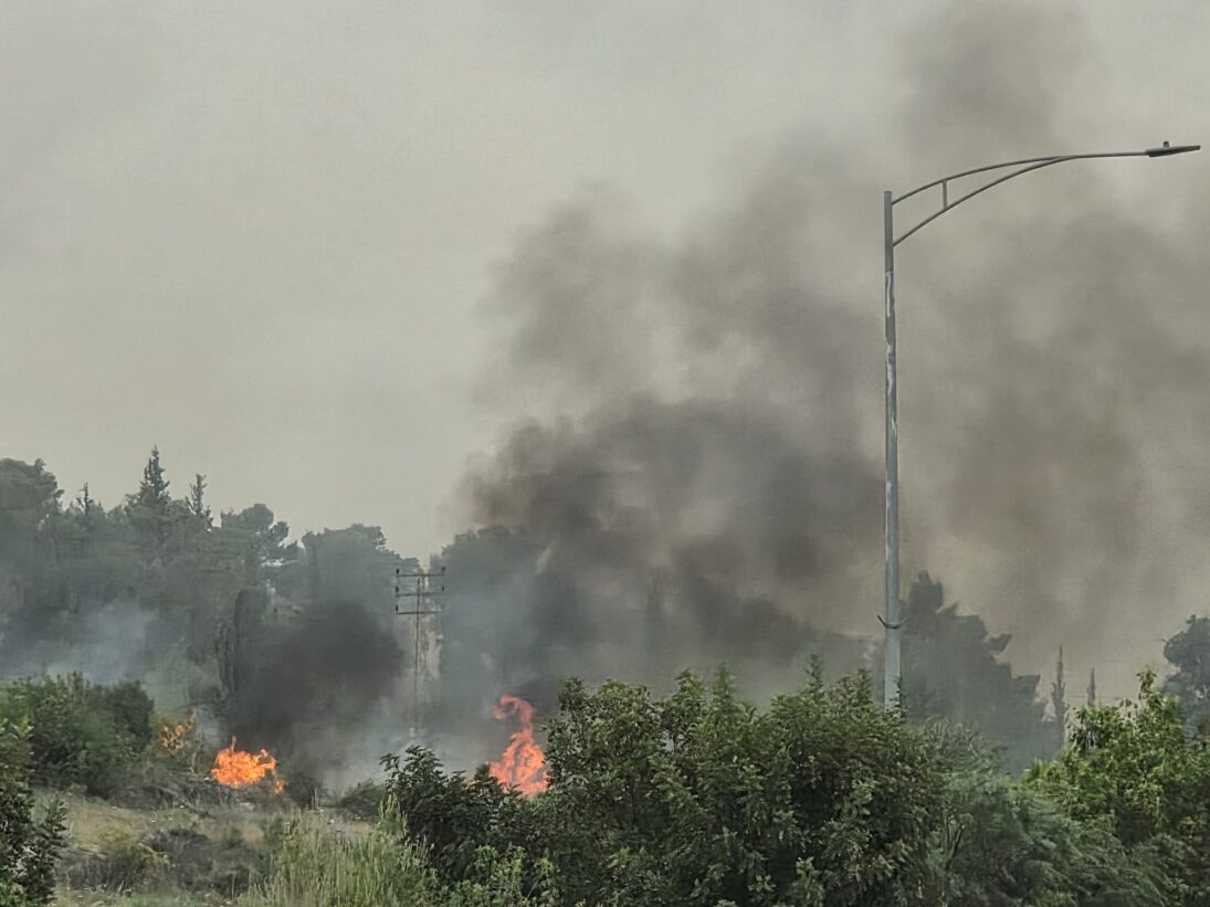 Nothilfe für Jerusalems Wälder – Bild 4