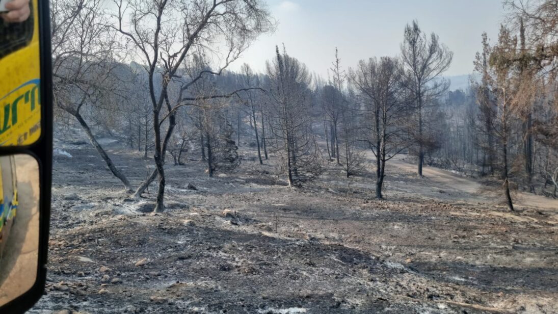 Nothilfe für Jerusalems Wälder – Bild 6