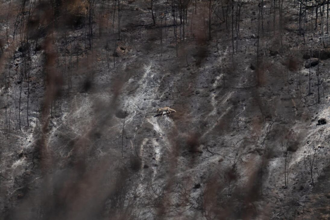 Nothilfe für Jerusalems Wälder – Bild 7