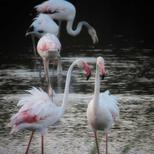 Hula‑Tal: Israels Naturwunder im Norden