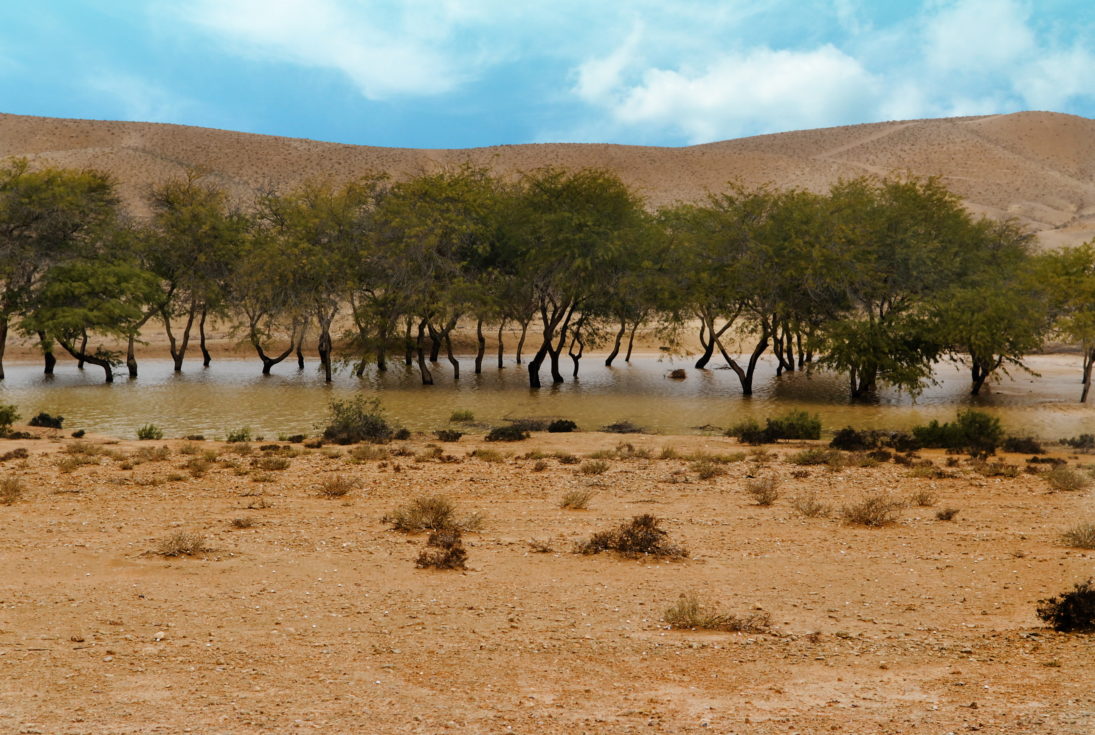 Liman in der Wüste Israels