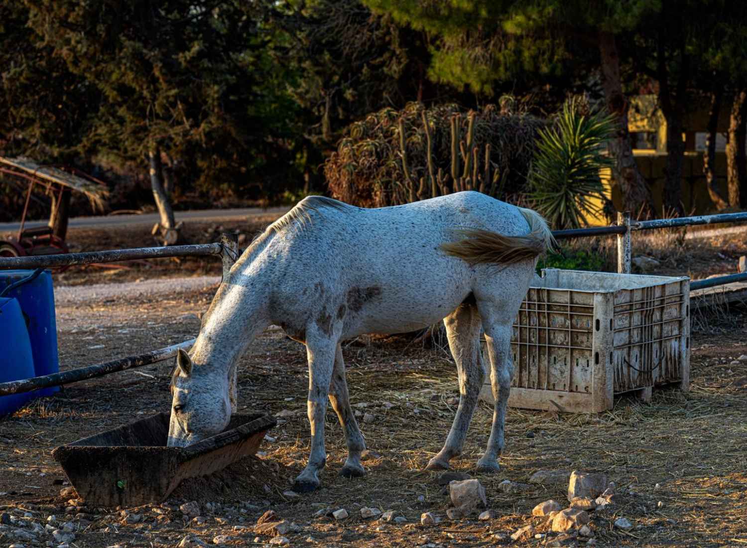 Malkiya Tiertherapie