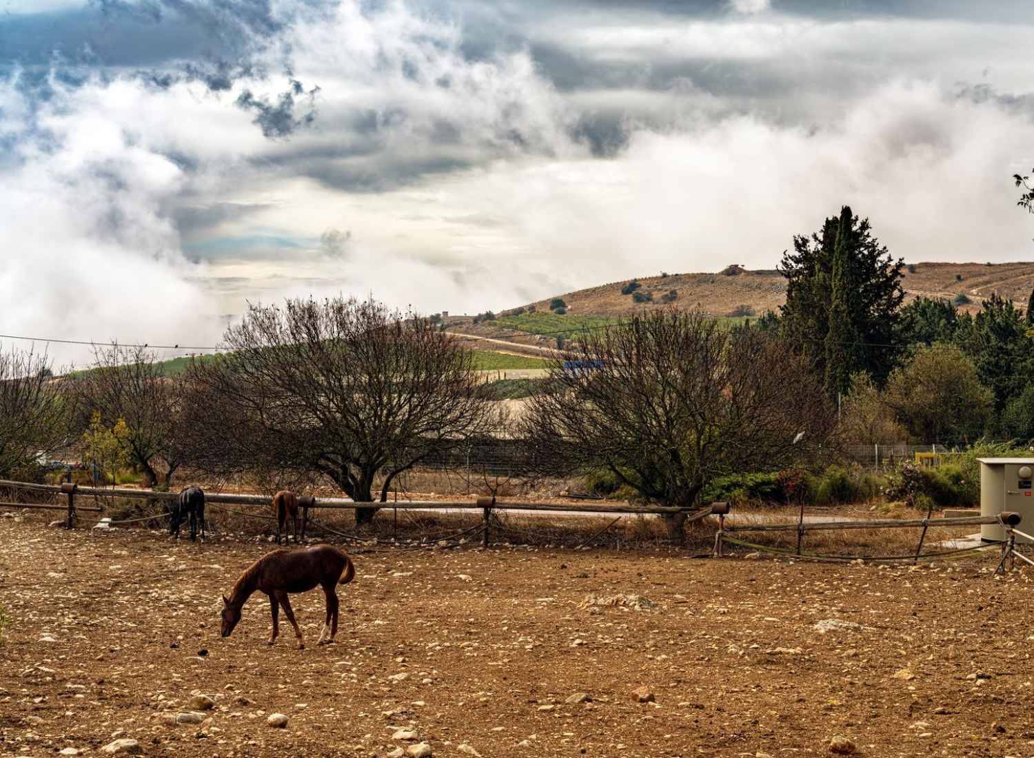 Malkiya Tiertherapie – Bild 3