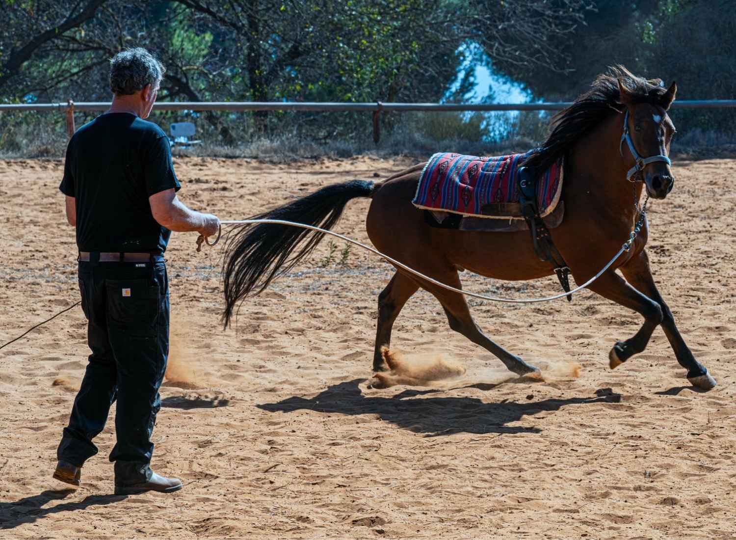 Malkiya Tiertherapie – Bild 2