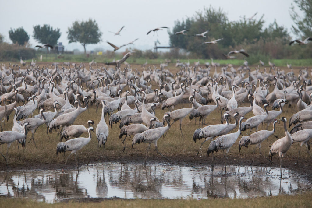 Wissenswertes über Israel - Die Faune des Landes. Jedes Jahr machen tausende Zugvögel in Israel Halt. Hier kehren Kraniche im Hula-Tal ein