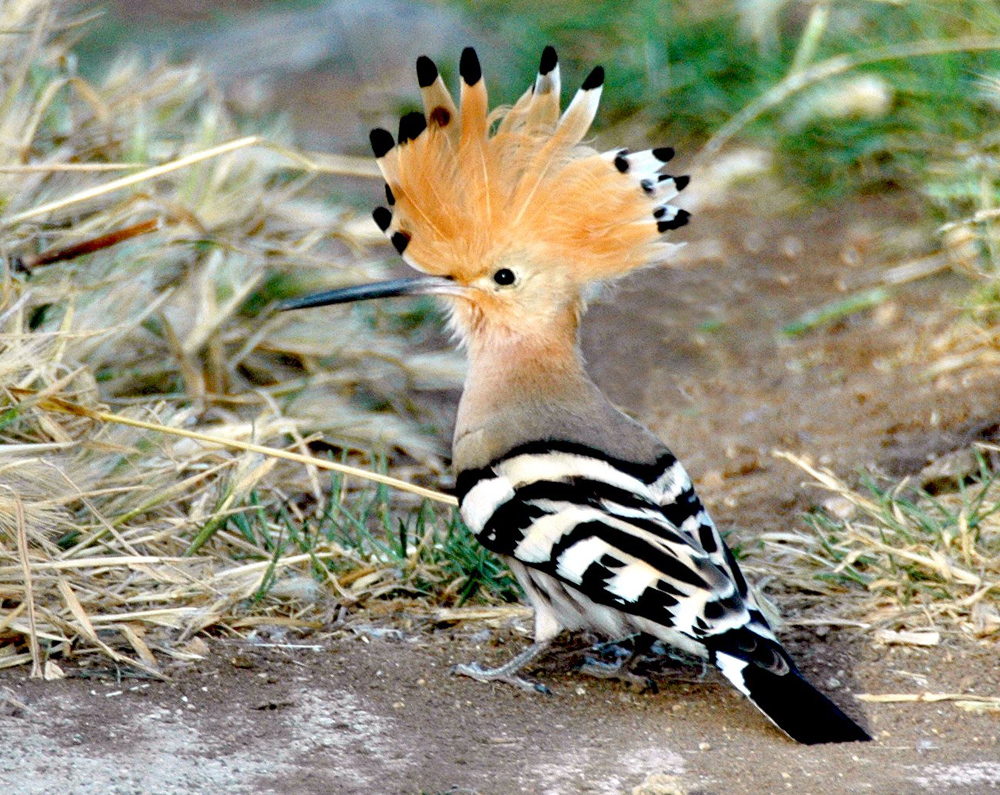 Wissenswertes über Israel - die Fauna. Der Wiedehopf wurde von der Bevölkerung zum Nationalvogel des Landes gewählt