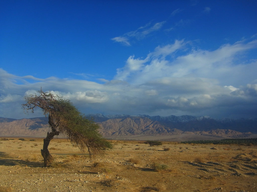 Die Flora in Israel - wie ein Baum in der Wüste