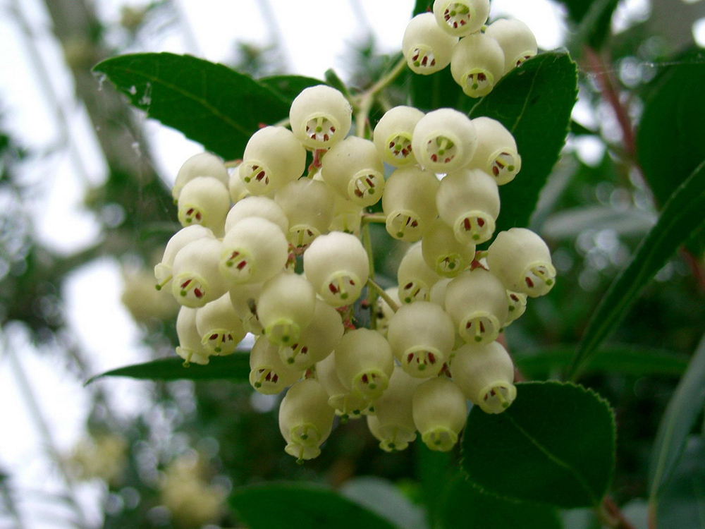 Erdbeerbaum - Blüte