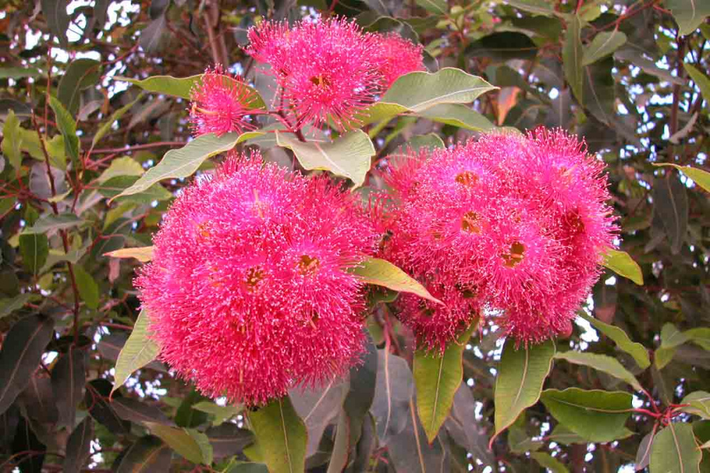 Eukalyptusbaum - Blüte