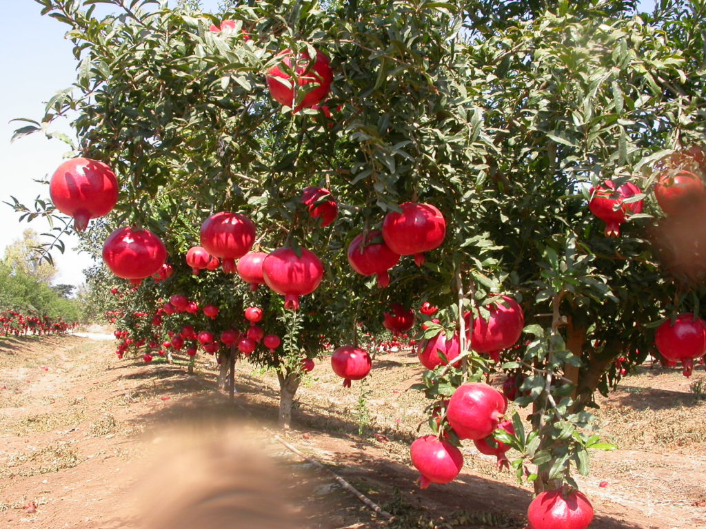 Granatapfelbaum