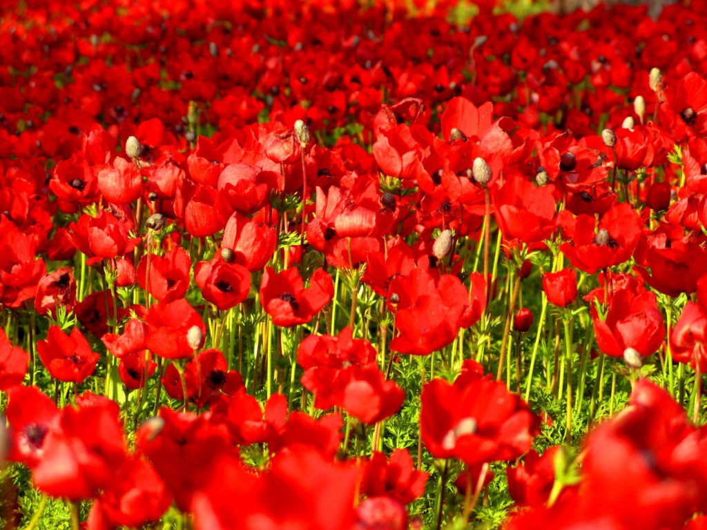 Flora in Israel - Anemonenblüte