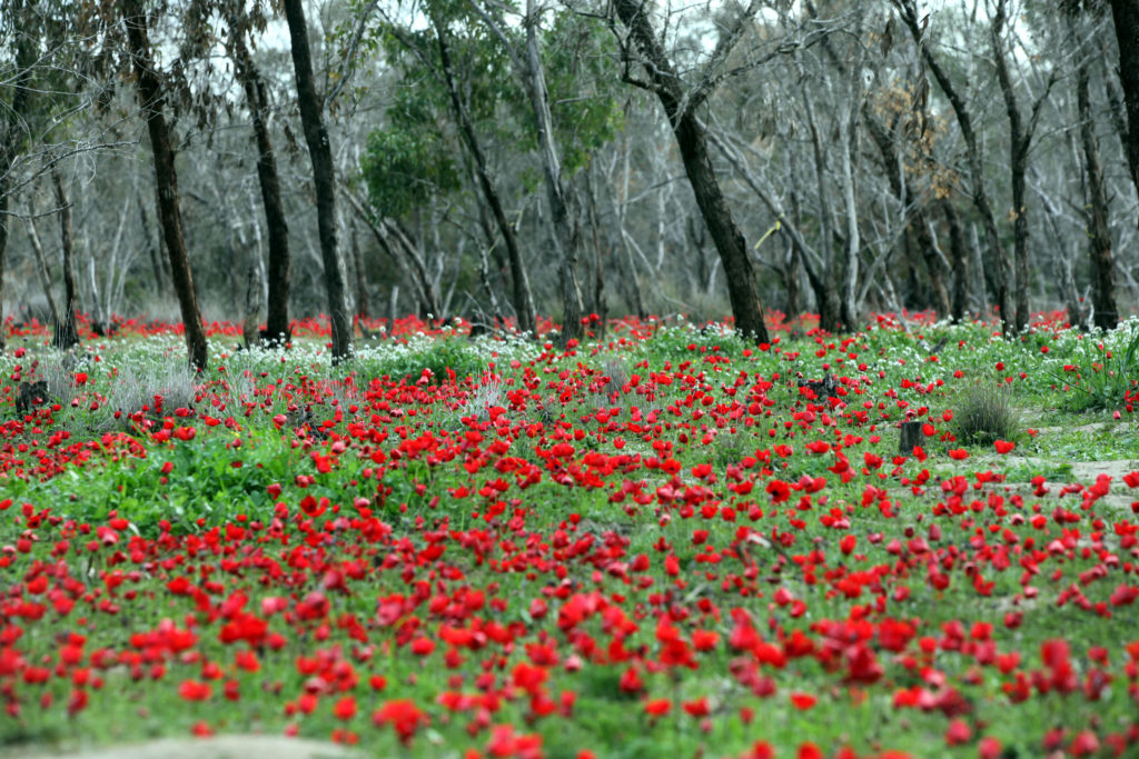 Flora in Israel - Anemonenblüte