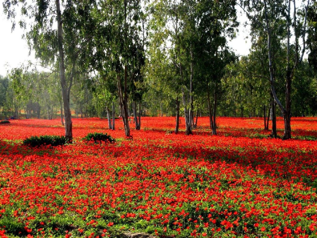 Flora in Israel - Anemonenblüte