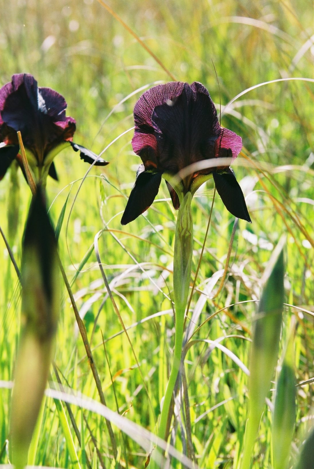 Die Flora in Israel Kleines Land, große Pflanzenvielfalt