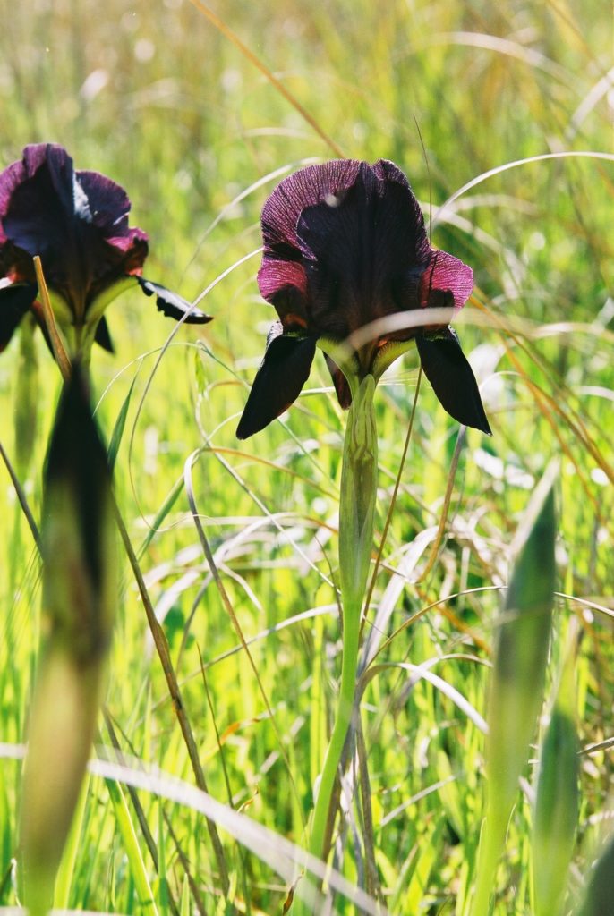 Schwarze Iris