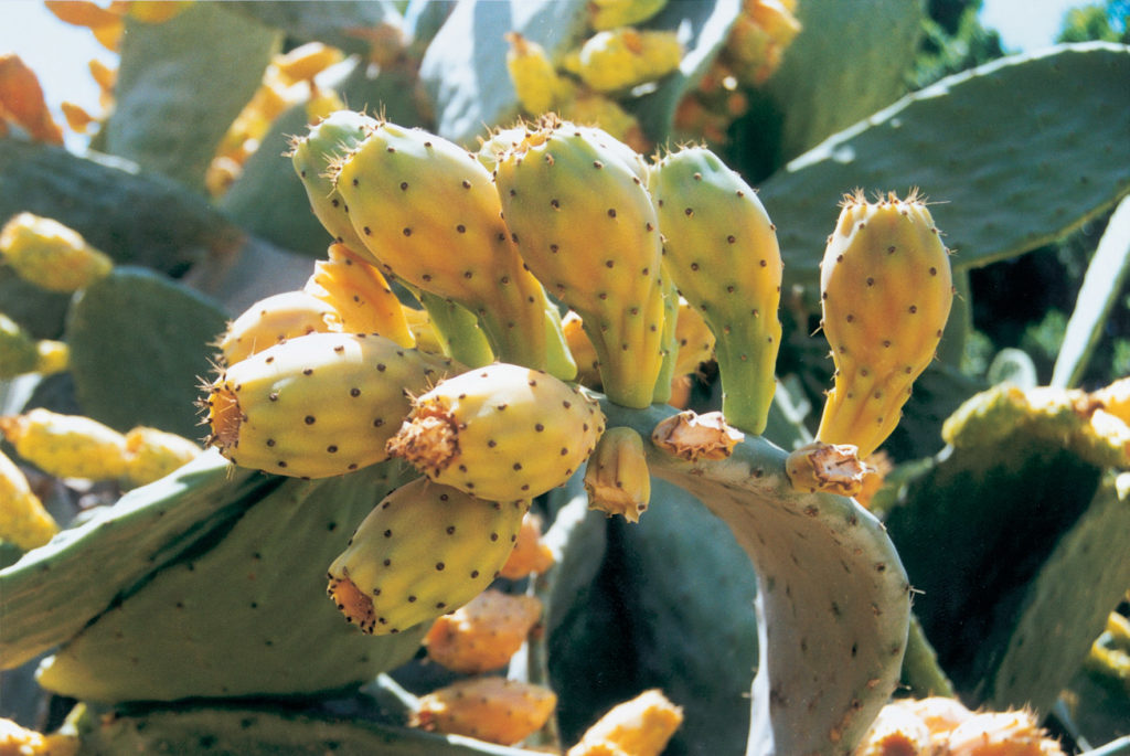 Wissenswertes über Israel - die Flora des Landes. Hier ein Feigenkaktus - Sabra