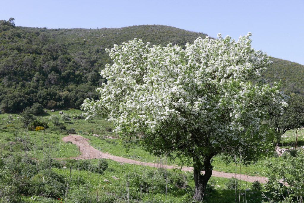 Blühender Baum Frühling Israel