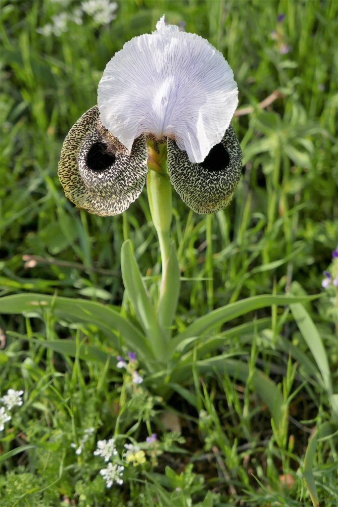 Orchidee im Frühling in Israel