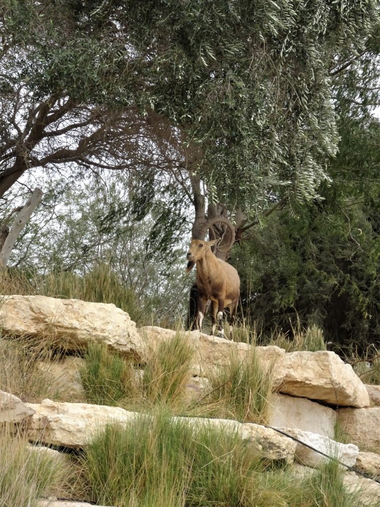 Wissenswertes über Israel - die Fauna des Landes. Der nubische Steinbock ist auch das Symboltier der israelischen Nationalparks