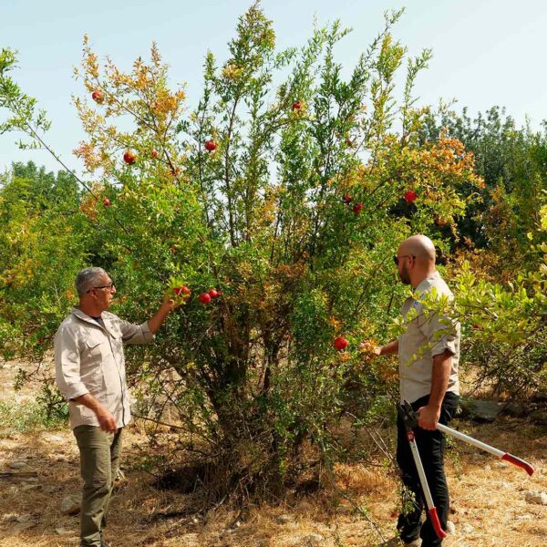 Obstgarten am Oshrat-Damm