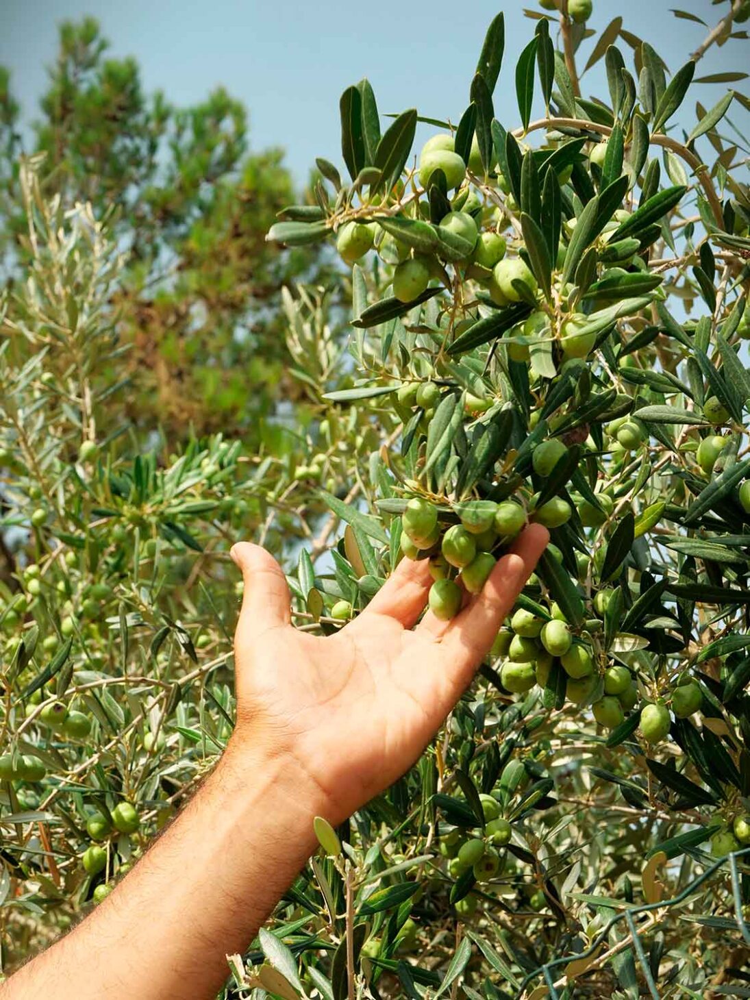 Obstgarten am Oshrat-Damm – Bild 5