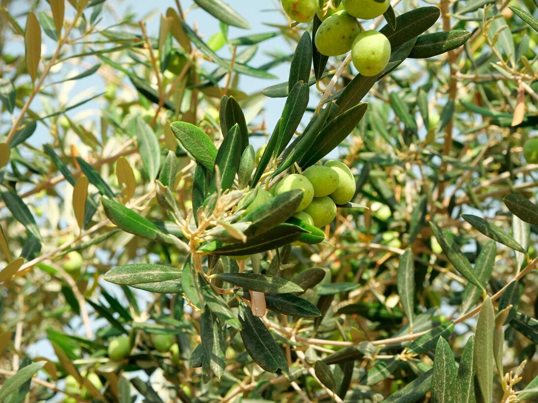 Obstgarten am Oshrat-Damm – Bild 10