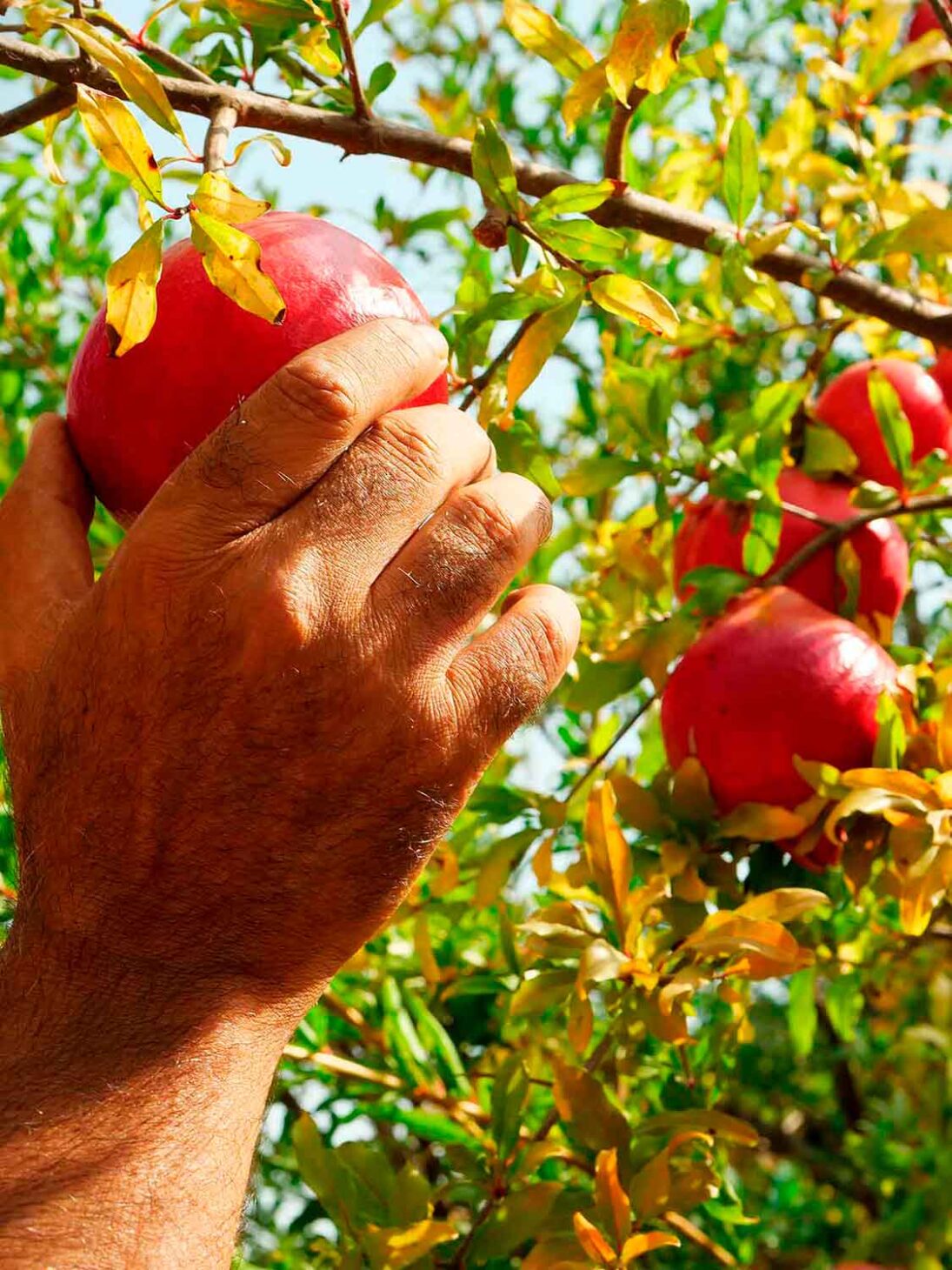 Obstgarten am Oshrat-Damm – Bild 2