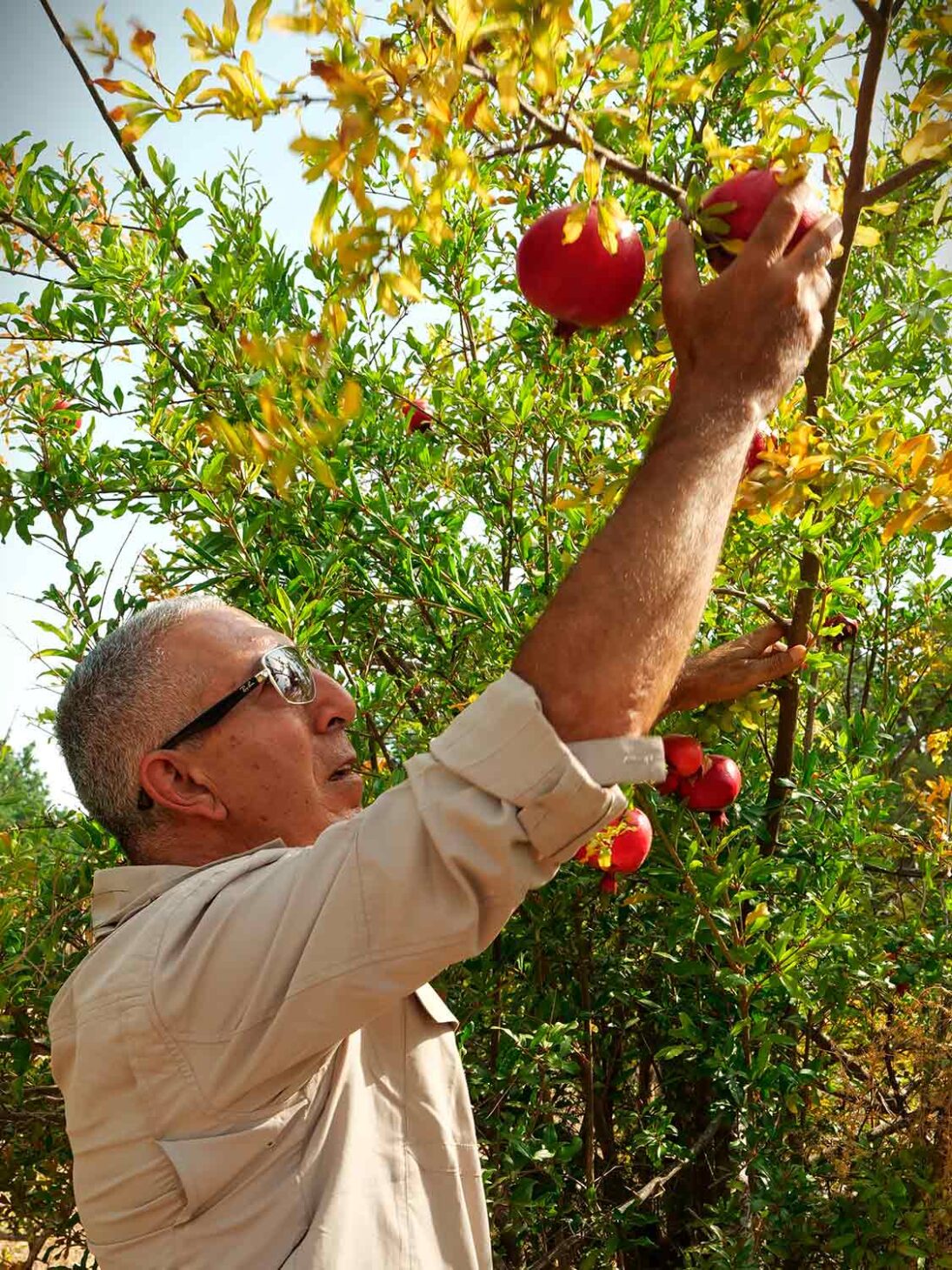 Obstgarten am Oshrat-Damm – Bild 6