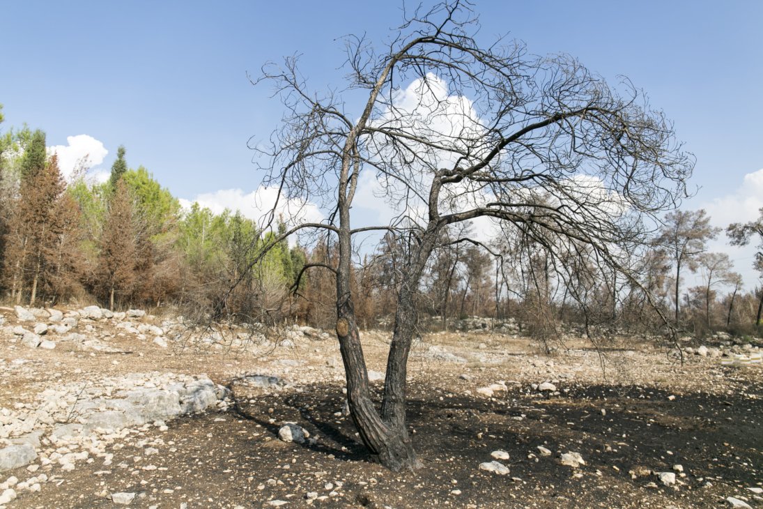 Verbrannter Baum in Ben Shemen