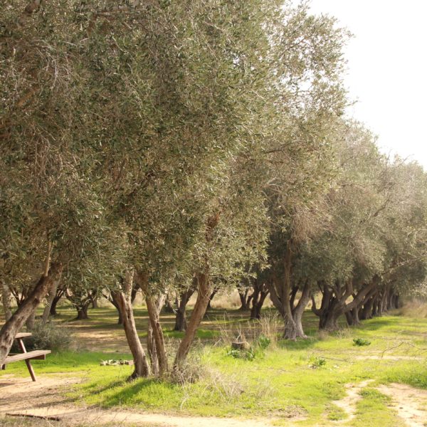 Olivenbaum-Park im Kibbutz Yad Mordechai