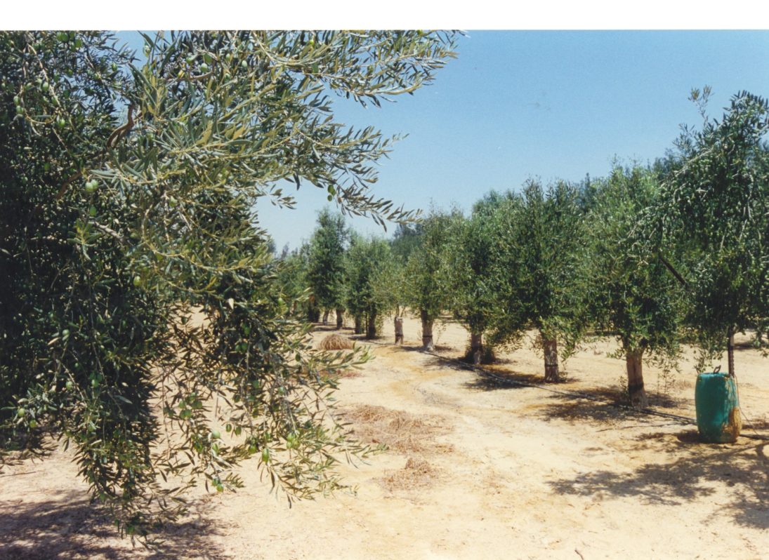 Baumschule Olivenbäume Israel