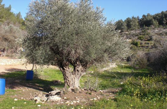 Alter Olivenbaum in Israel