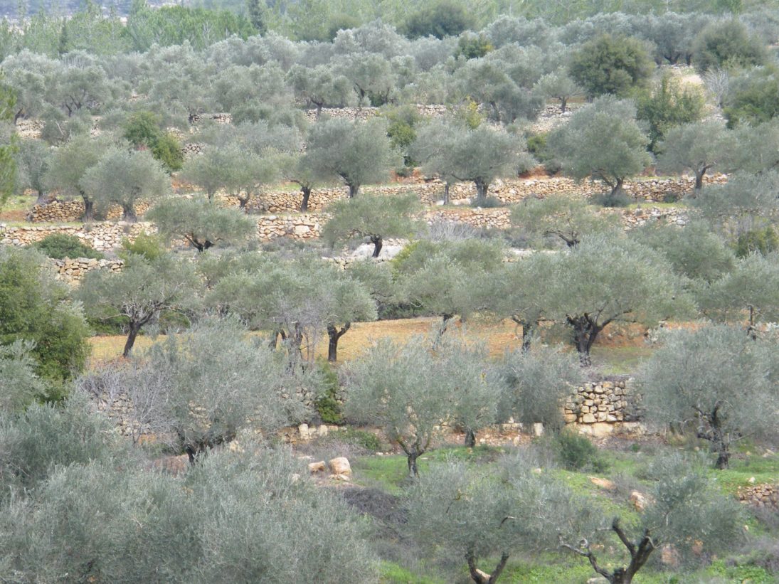 Olivenbäume in Israel