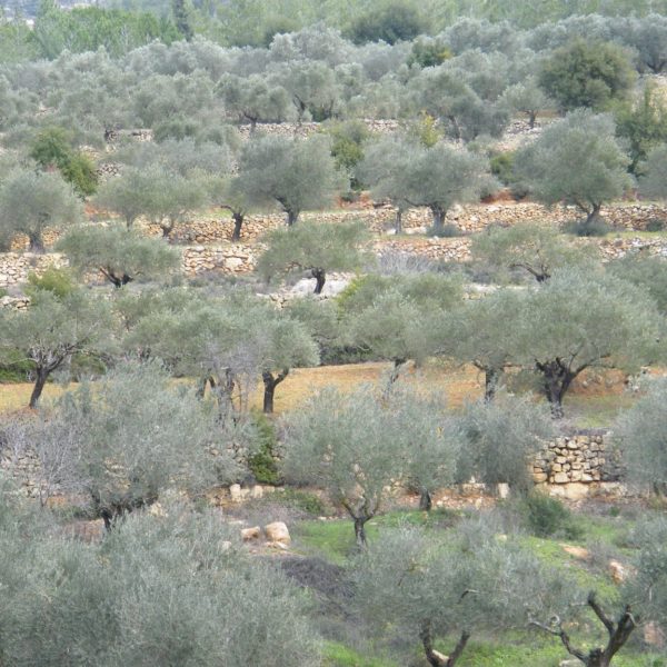 Olivenbäume in Israel