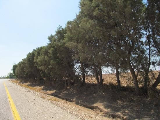 Schutzbäume an der Grenze zu Gaza