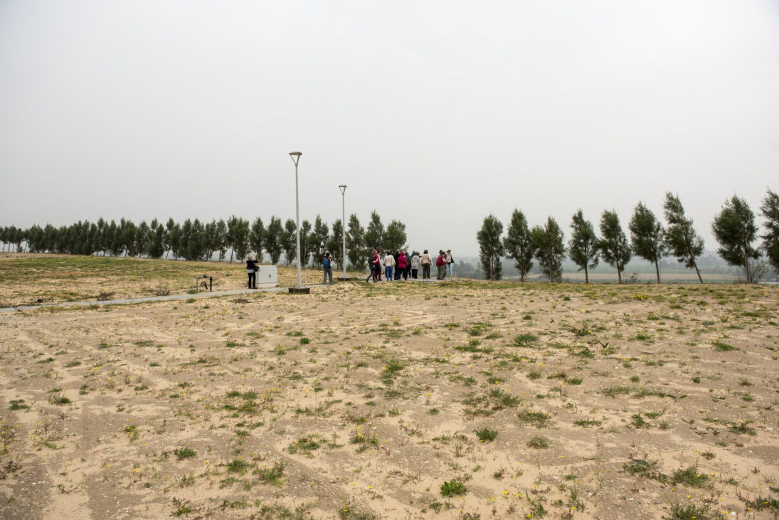 Allee von Schutzbäumen bei Gaza