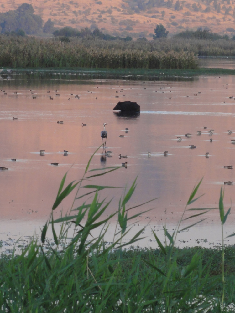 Israelreise mit dem JNF-KKL: Vögel beobachten im Hula Tal. Hier zu sehen: Ein Wildschwein und Kraniche am Agamon haHula