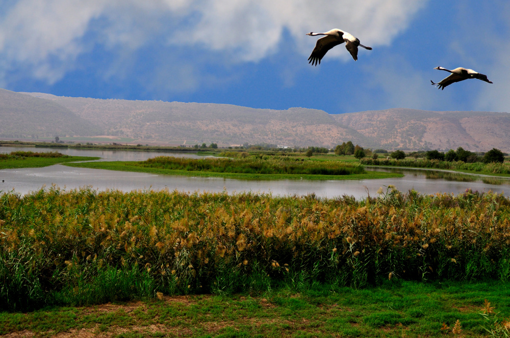 Israelreise mit dem JNF-KKL: Vögel beobachten im Hula Tal. Hier zu sehen: Ein Storch fliegt über den See im Hula Tal