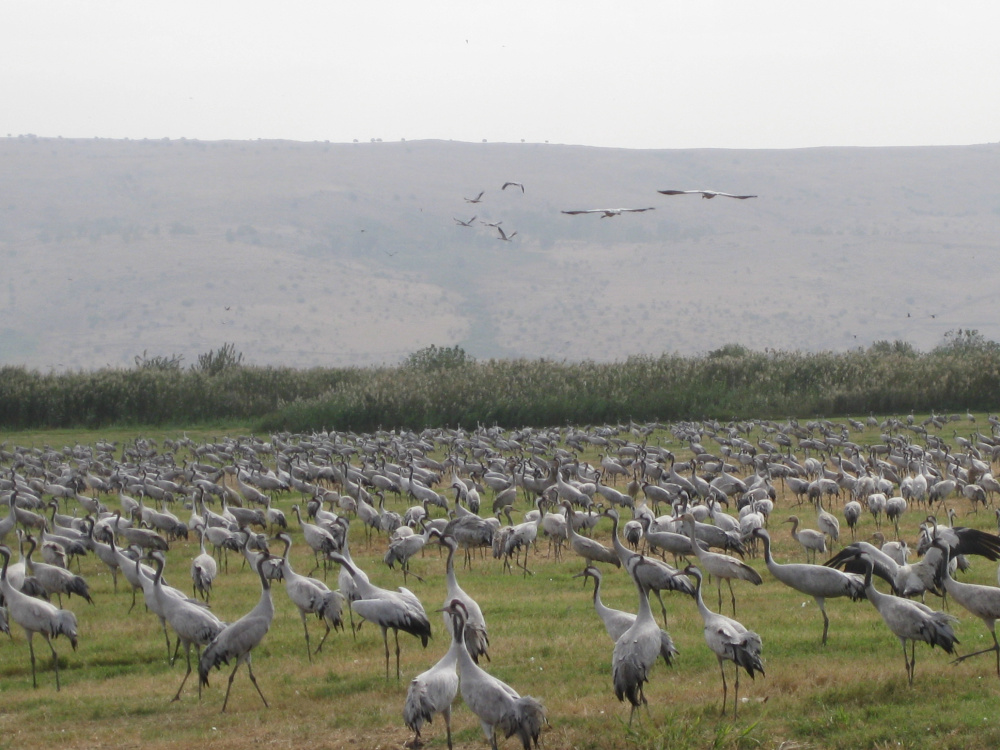 Israelreise mit dem JNF-KKL: Vögel beobachten im Hula Tal. Hier zu sehen: Kraniche bei der Rast auf einem Feld