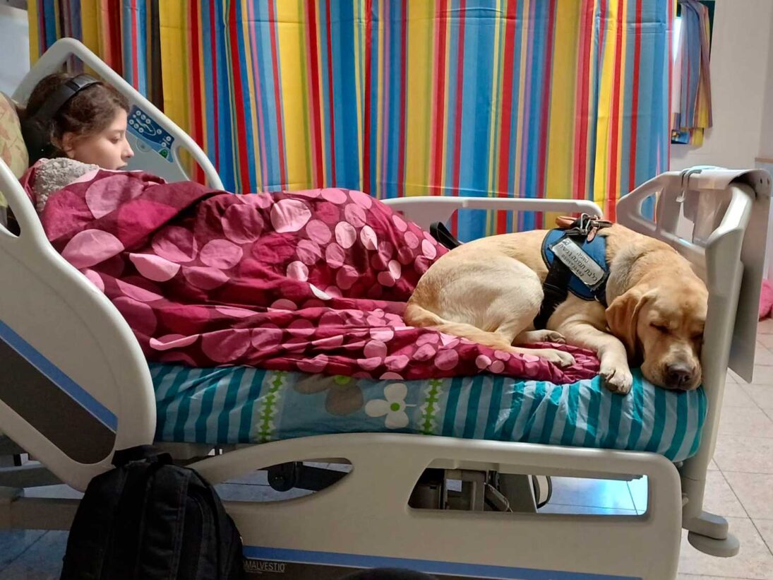 Traumatherapie-Hunde – Bild 2