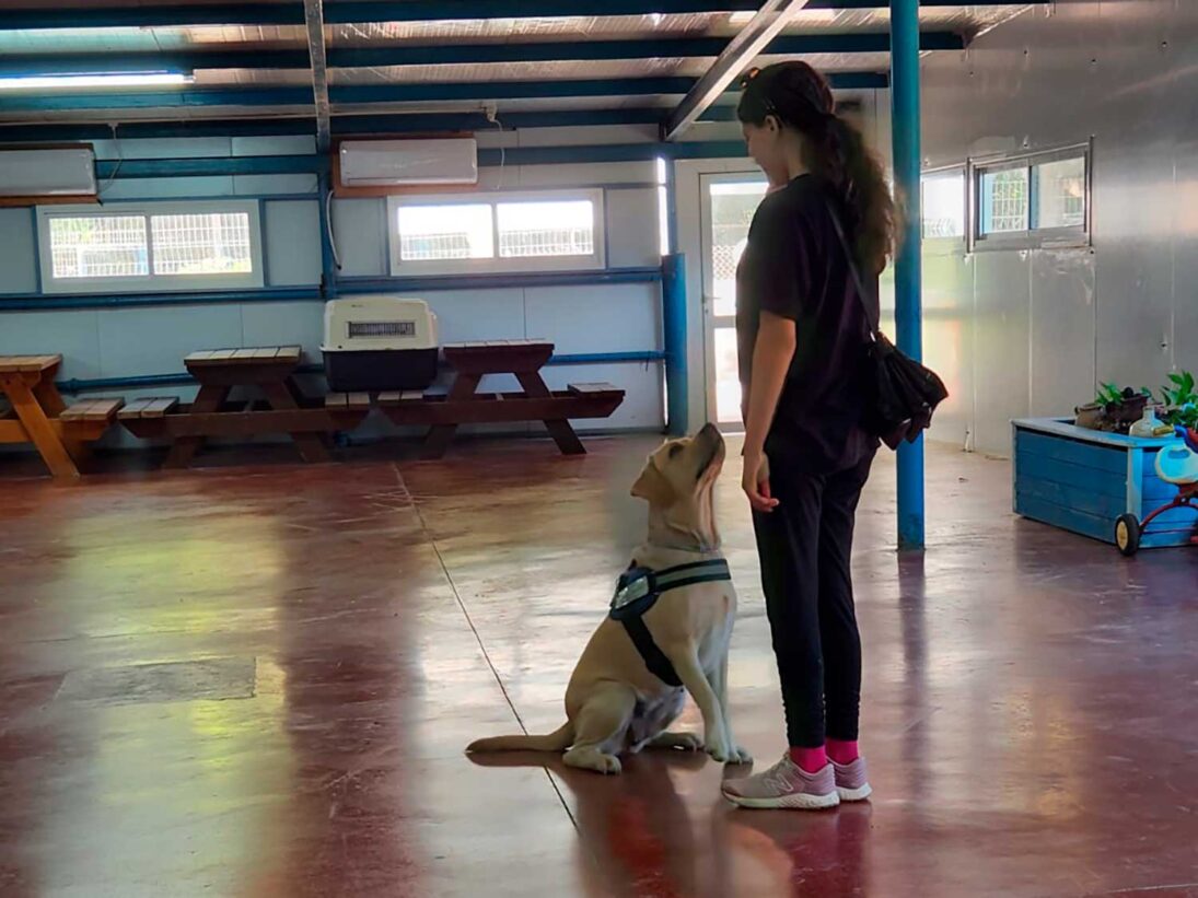 Traumatherapie-Hunde – Bild 6