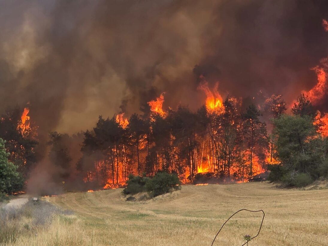 Nothilfe für Jerusalems Wälder