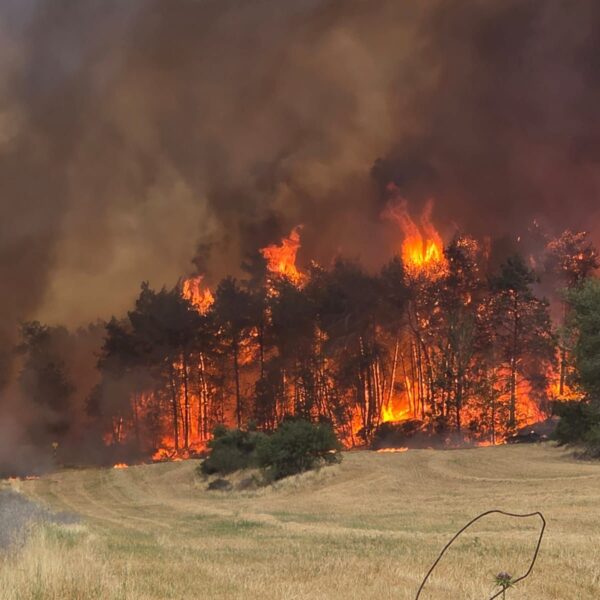 Nothilfe für Jerusalems Wälder